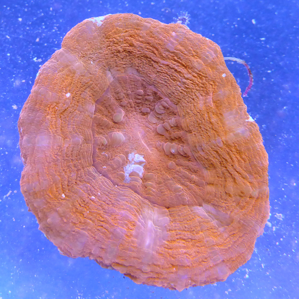 Scolymia Coral - Red (Australia)