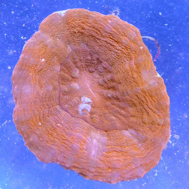 Scolymia Coral - Red (Australia)