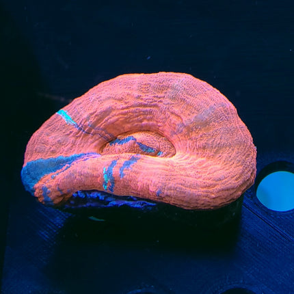Scolymia Coral - Red (Australia)