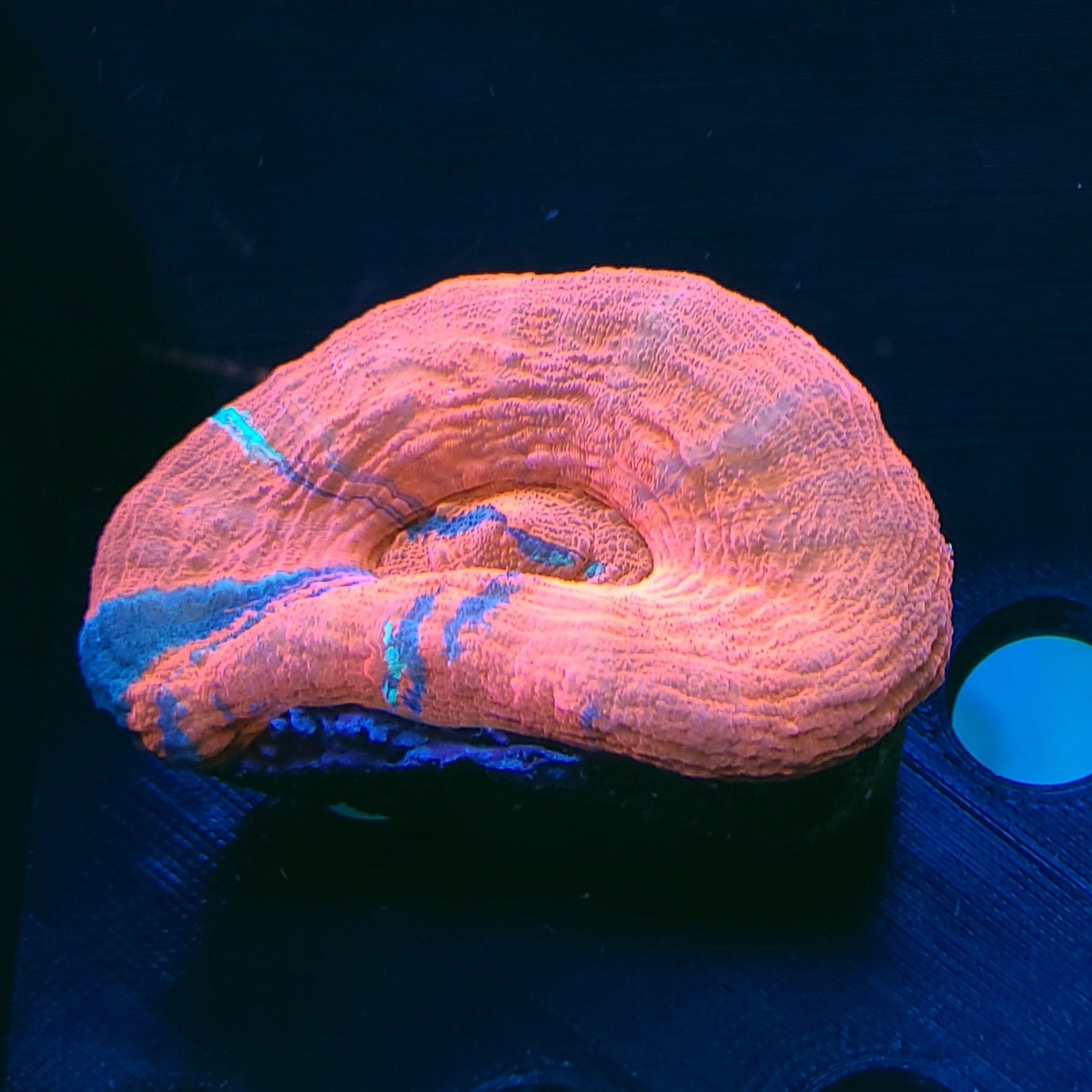 Scolymia Coral - Red (Australia)