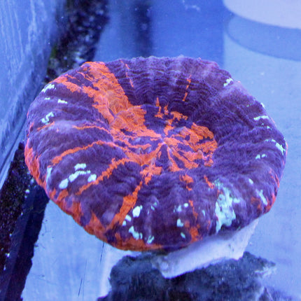 Scolymia Coral - Ultra (Australia)