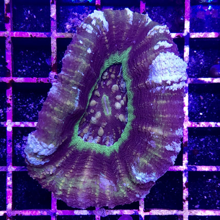 Scolymia Coral - Ultra (Australia)