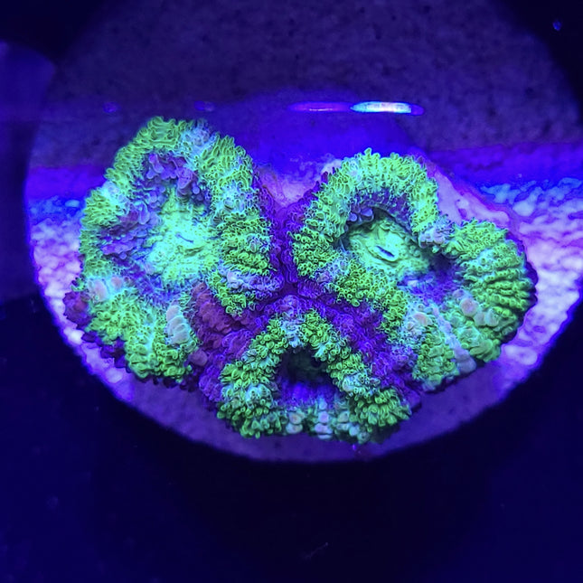 Acan - Assorted B Grade