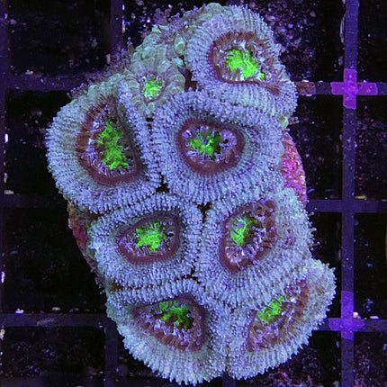 Acan - Assorted B Grade