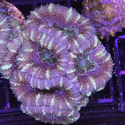 Acan - Assorted B Grade