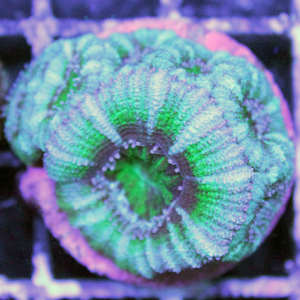 Acan - Assorted B Grade