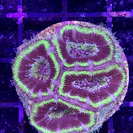 Acan - Assorted A Grade