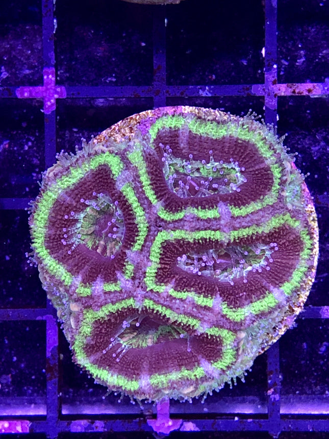 Acan - Assorted A Grade