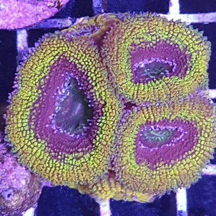 Acan - Assorted A Grade