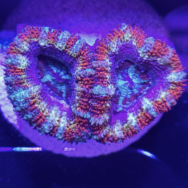 Acan - Assorted Ultra