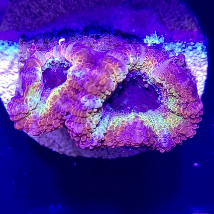 Acan - Assorted Ultra