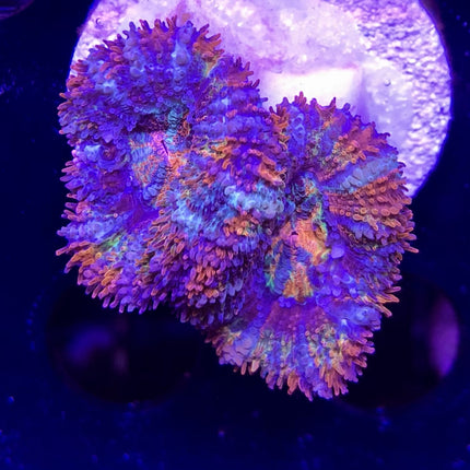 Acan - Assorted Ultra