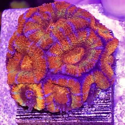 Acan - Assorted Ultra