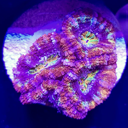 Acan - Assorted Ultra