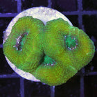 Acan - Bowerbanki - Assorted B Grade