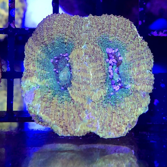 Acan - Bowerbanki - Assorted B Grade