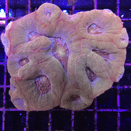 Acan - Bowerbanki - Assorted B Grade