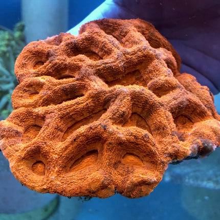 Acan - Bowerbanki - Assorted B Grade