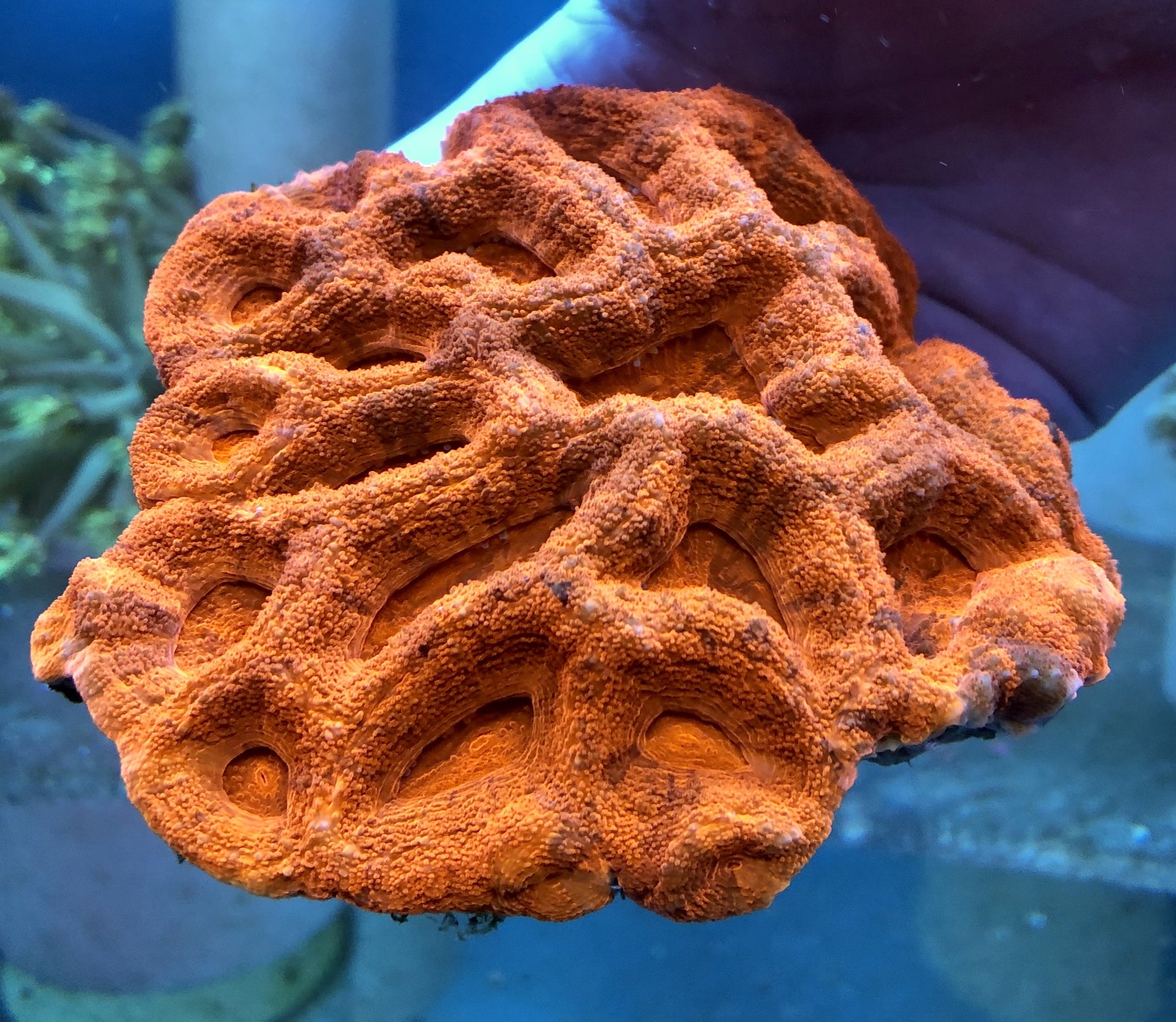 Acan - Bowerbanki - Assorted B Grade