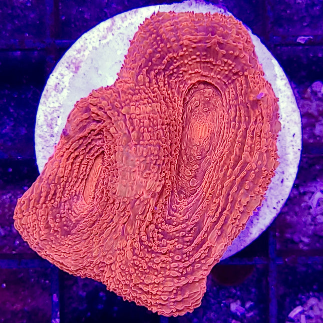 Buy Acan - Bowerbanki - Assorted A Grade at www.jlaquatics.com