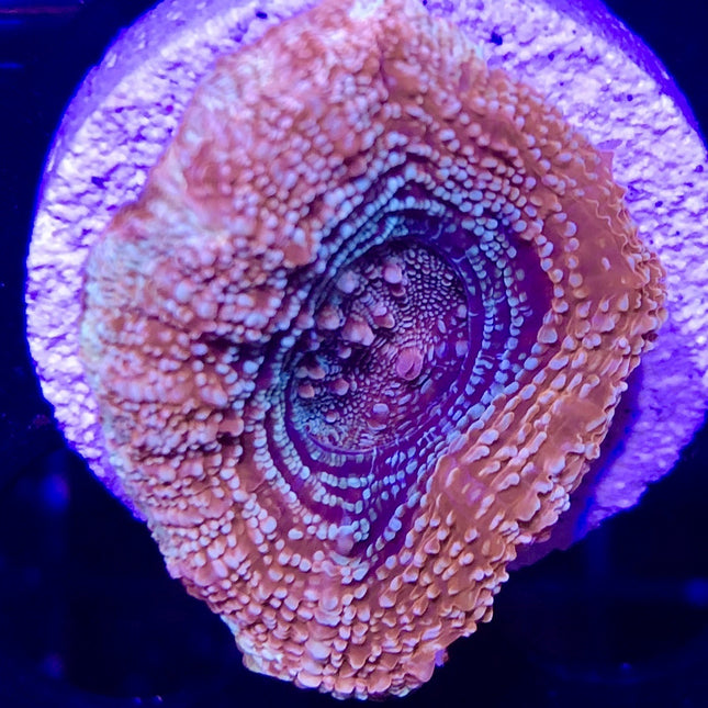 Acan - Bowerbanki - Assorted A Grade