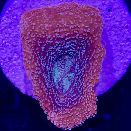 Acan - Bowerbanki - Assorted A Grade