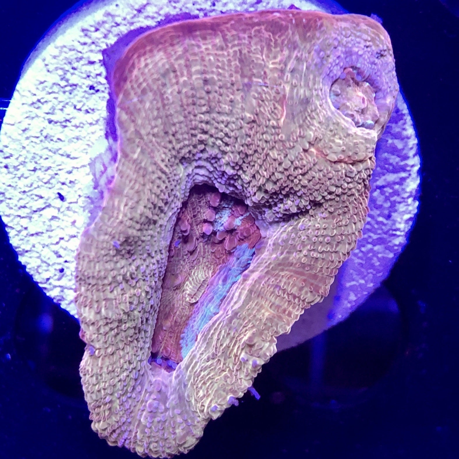 Acan - Bowerbanki - Assorted A Grade