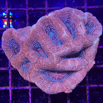 Acan - Bowerbanki - Assorted A Grade