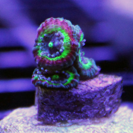 Acan - Bowerbanki - Assorted A Grade