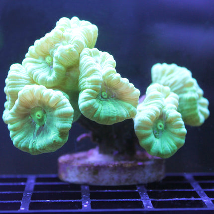 Buy Candy Cane - Kryptonite at www.jlaquatics.com