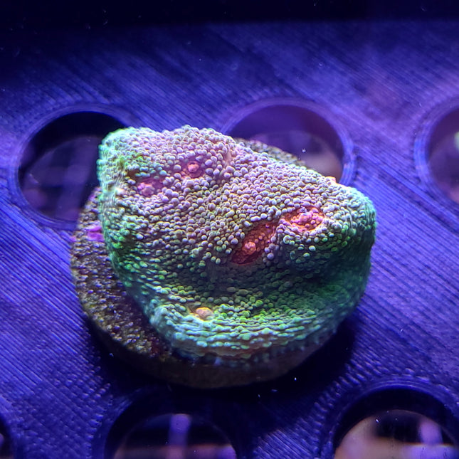 Buy Chalice - Corn Bread Mummy Eye at www.jlaquatics.com