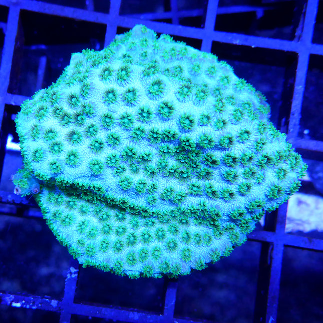 Cyphastrea Coral