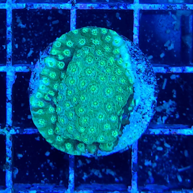 Cyphastrea Coral