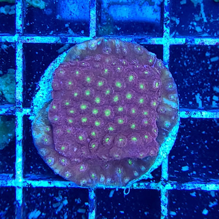 Cyphastrea Coral