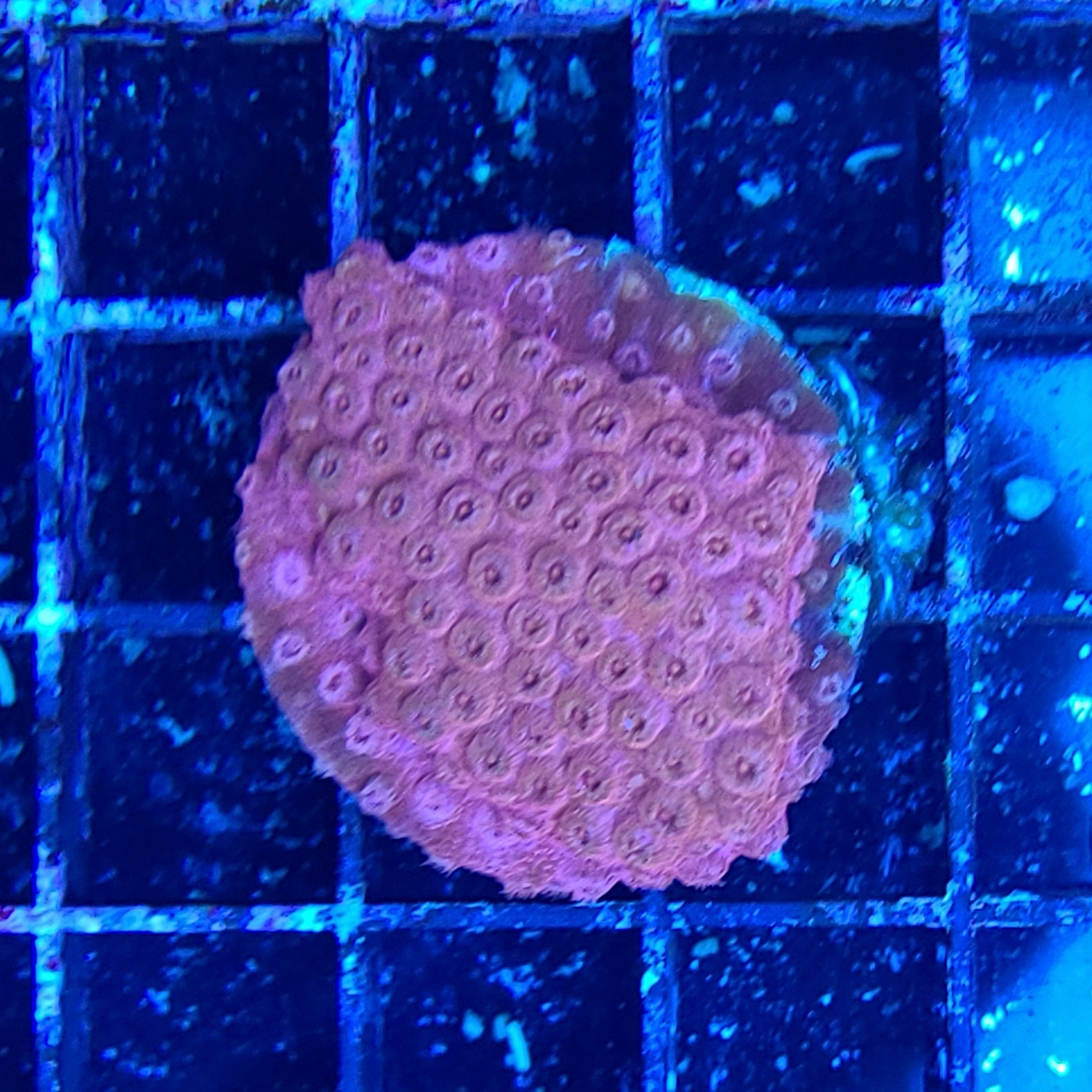Cyphastrea Coral