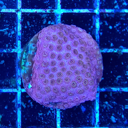 Cyphastrea Coral