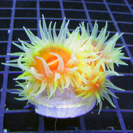 Dendrophyllia Coral