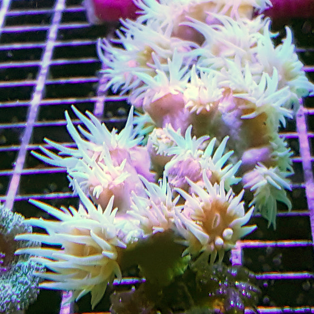 Dendrophyllia Coral