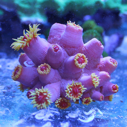 Dendrophyllia Coral