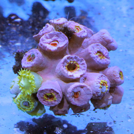 Dendrophyllia Coral