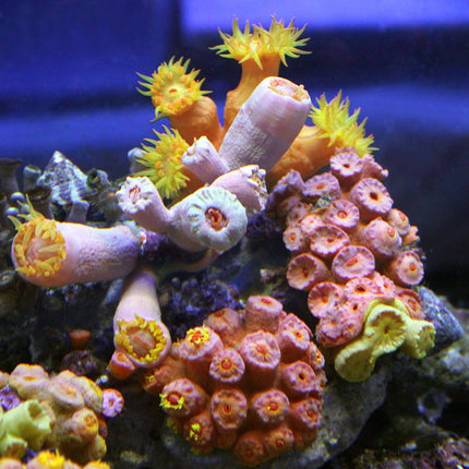 Dendrophyllia Coral