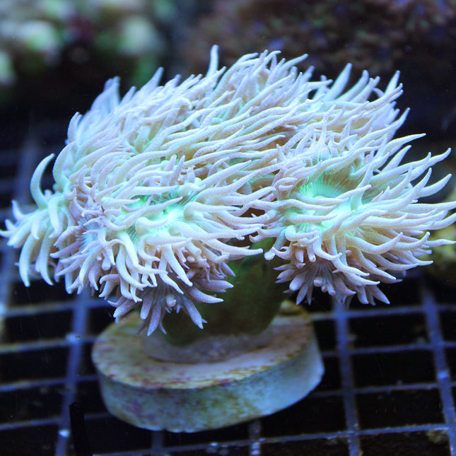 Duncan - Green Stalk/Pink Polyp