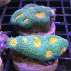 Acan - Echinata - Assorted Grade B