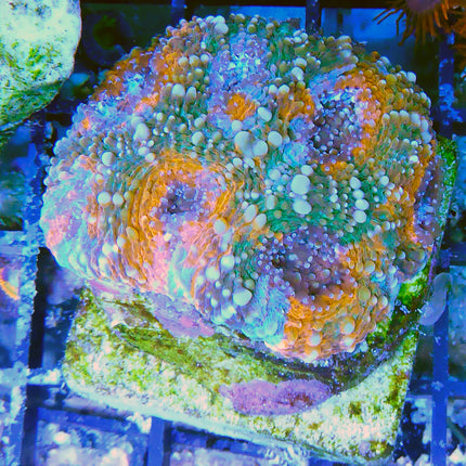 Acan - Echinata - Assorted Grade A