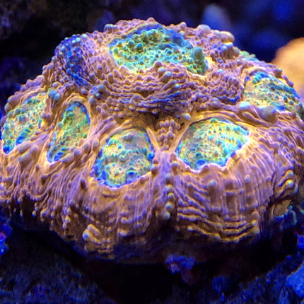 Acan - Echinata - Assorted Ultra Grade