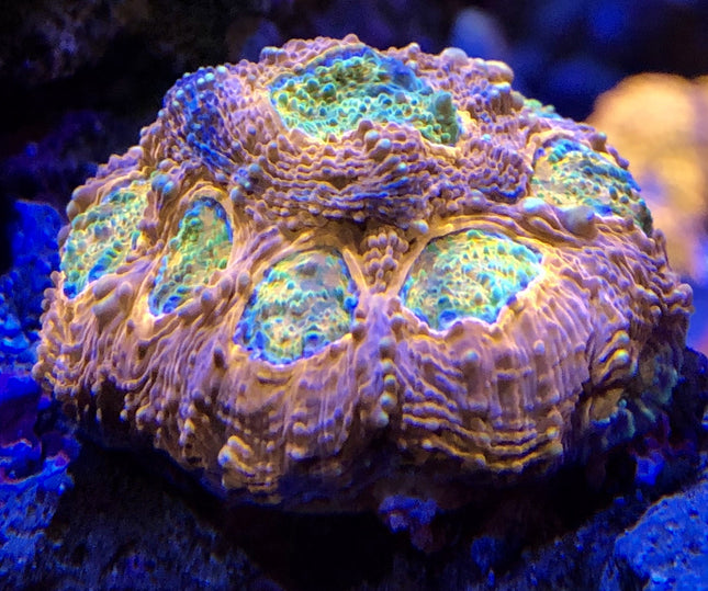 Acan - Echinata - Assorted Ultra Grade