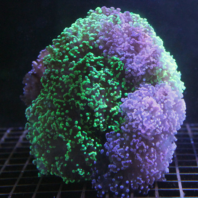 Frogspawn - Bi-Color