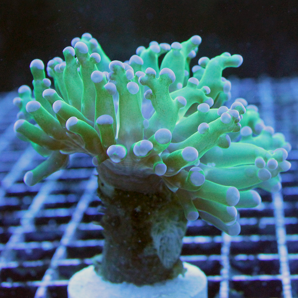 Frogspawn - Bi-Color | JLAquatics Canada – J&L Aquatics Ltd.