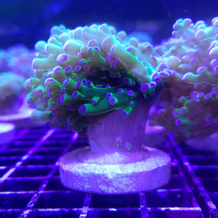 Frogspawn - Bi-Color