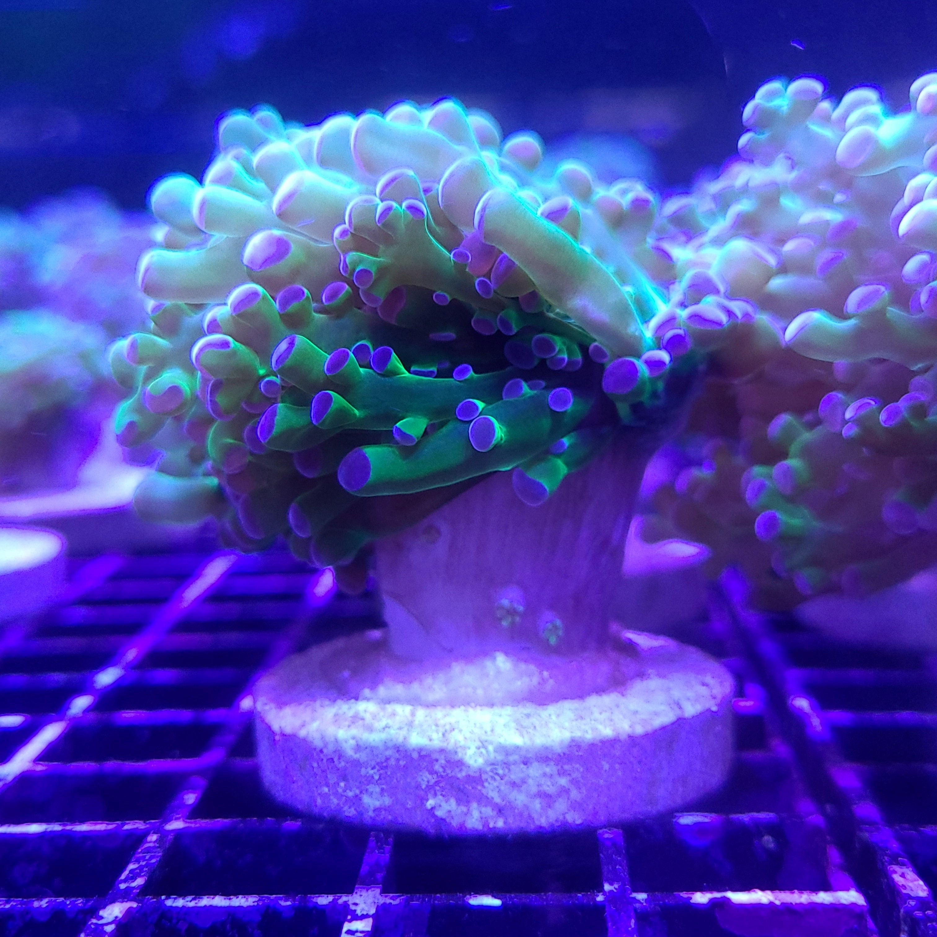 Frogspawn - Bi-Color
